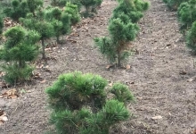 Amenajam gradini Slatina Amenajari Gradini si Spatii Verzi Slatina ADD.GREEN EXCLUSIVE