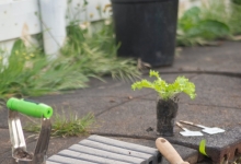 Amenajam gradini Neptun Amenajari Gradini si Spatii Verzi Neptun - WOW GARDEN