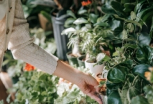 Amenajam gradini Baicoi Amenajari Gradini si Spatii Verzi Baicoi - WOW GARDEN