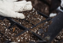 Amenajam gradini Darasti-Ilfov Amenajari Gradina Darasti-Ilfov - WOW GARDEN