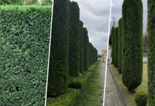 Amenajam gradini Sibiu Amenajari Gradina Sibiu - Giardini Veneziani SRL