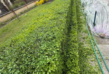 Amenajam gradini Sibiu Amenajari Gradina Sibiu - Giardini Veneziani SRL